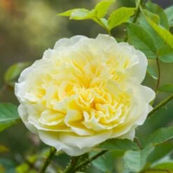 'The Country Parson'® Rosa X 'The Country Parson'® (Engelsk Rose) A-Kvalitet,- Barrods Roser Min. 3 Grene 8 'The Country Parson'® Rosa X 'The Country Parson'® (Engelsk Rose) A-Kvalitet,- Barrods Roser Min. 3 Grene -Osmoz Naturens Butik p37676 53167 rosa x the country parson engelsk rose ea9b