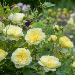 'The Country Parson'® Rosa X 'The Country Parson'® (Engelsk Rose) A-Kvalitet,- Barrods Roser Min. 3 Grene 9 'The Country Parson'® Rosa X 'The Country Parson'® (Engelsk Rose) A-Kvalitet,- Barrods Roser Min. 3 Grene -Osmoz Naturens Butik p37676 53168 rosa x the country parson engelsk rose 2d40
