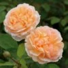 'The Lady Gardener' Rosa X 'The Lady Gardener' (Engelsk Rose) A-Kvalitet,- Barrods Roser Min. 3 Grene -Osmoz Naturens Butik p37677 53178 rosa x the lady gardener engelsk rose 6489