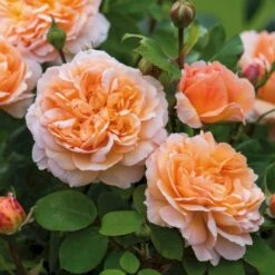 'The Lady Gardener' Rosa X 'The Lady Gardener' (Engelsk Rose) A-Kvalitet,- Barrods Roser Min. 3 Grene 12 'The Lady Gardener' Rosa X 'The Lady Gardener' (Engelsk Rose) A-Kvalitet,- Barrods Roser Min. 3 Grene -Osmoz Naturens Butik p37677 53180 rosa x the lady gardener engelsk rose 8795