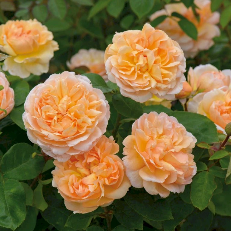 'The Lady Gardener' Rosa X 'The Lady Gardener' (Engelsk Rose) A-Kvalitet,- Barrods Roser Min. 3 Grene 7 'The Lady Gardener' Rosa X 'The Lady Gardener' (Engelsk Rose) A-Kvalitet,- Barrods Roser Min. 3 Grene - Billede 5