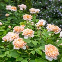 'The Lady Gardener' Rosa X 'The Lady Gardener' (Engelsk Rose) A-Kvalitet,- Barrods Roser Min. 3 Grene 14 'The Lady Gardener' Rosa X 'The Lady Gardener' (Engelsk Rose) A-Kvalitet,- Barrods Roser Min. 3 Grene -Osmoz Naturens Butik p37677 53182 rosa x the lady gardener engelsk rose a283