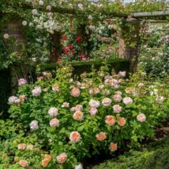 'The Lady Gardener' Rosa X 'The Lady Gardener' (Engelsk Rose) A-Kvalitet,- Barrods Roser Min. 3 Grene 15 'The Lady Gardener' Rosa X 'The Lady Gardener' (Engelsk Rose) A-Kvalitet,- Barrods Roser Min. 3 Grene -Osmoz Naturens Butik p37677 53183 rosa x the lady gardener engelsk rose 9e63