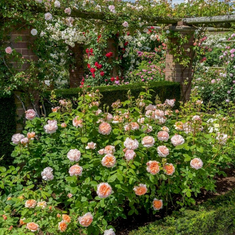 'The Lady Gardener' Rosa X 'The Lady Gardener' (Engelsk Rose) A-Kvalitet,- Barrods Roser Min. 3 Grene 9 'The Lady Gardener' Rosa X 'The Lady Gardener' (Engelsk Rose) A-Kvalitet,- Barrods Roser Min. 3 Grene - Billede 7