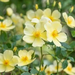 'Tottering-By-Gently'™ Rosa X 'Tottering-By-Gently'™ (Engelsk Rose) A-Kvalitet,- Barrods Roser Min. 3 Grene -Osmoz Naturens Butik p37678 53223 rosa x tottering by gently engelsk rose 2344