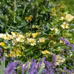 'Tottering-By-Gently'™ Rosa X 'Tottering-By-Gently'™ (Engelsk Rose) A-Kvalitet,- Barrods Roser Min. 3 Grene -Osmoz Naturens Butik p37678 53224 rosa x tottering by gently engelsk rose 1d13