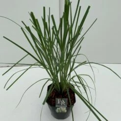 Pampasgræs Cortaderia Selloana 5 Liter Potte