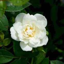 'White Cover'® Rosa X 'White Cover'® (Bunddækkerose) A-Kvalitet,- Barrods Roser Min. 3 Grene