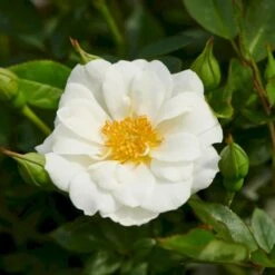 'White Cover'® Rosa X 'White Cover'® (Bunddækkerose) A-Kvalitet,- Barrods Roser Min. 3 Grene 18 'White Cover'® Rosa X 'White Cover'® (Bunddækkerose) A-Kvalitet,- Barrods Roser Min. 3 Grene -Osmoz Naturens Butik p376 52025 rosa x white cover bunddaekkerose 1dbe