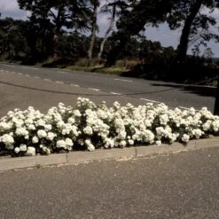 'White Cover'® Rosa X 'White Cover'® (Bunddækkerose) A-Kvalitet,- Barrods Roser Min. 3 Grene 19 'White Cover'® Rosa X 'White Cover'® (Bunddækkerose) A-Kvalitet,- Barrods Roser Min. 3 Grene -Osmoz Naturens Butik p376 52026 rosa x white cover bunddaekkerose f029