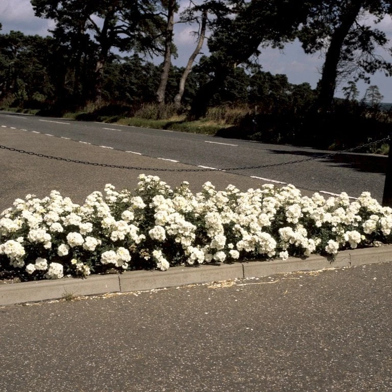 'White Cover'® Rosa X 'White Cover'® (Bunddækkerose) A-Kvalitet,- Barrods Roser Min. 3 Grene 6 'White Cover'® Rosa X 'White Cover'® (Bunddækkerose) A-Kvalitet,- Barrods Roser Min. 3 Grene - Billede 4