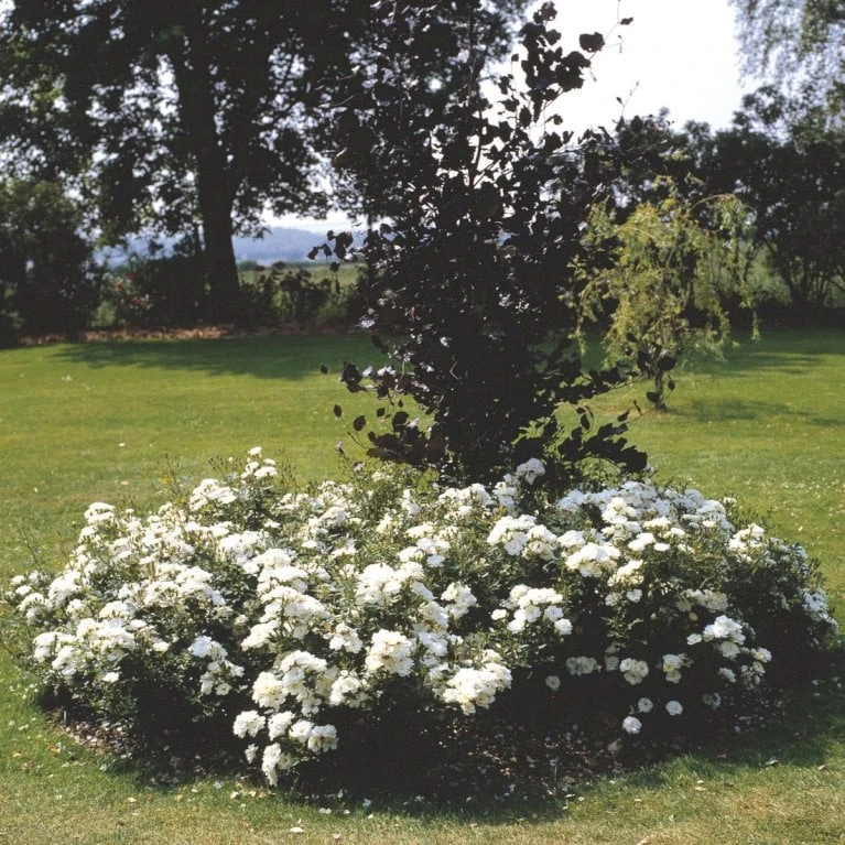 'White Cover'® Rosa X 'White Cover'® (Bunddækkerose) A-Kvalitet,- Barrods Roser Min. 3 Grene 8 'White Cover'® Rosa X 'White Cover'® (Bunddækkerose) A-Kvalitet,- Barrods Roser Min. 3 Grene - Billede 6