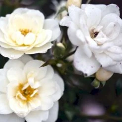 'White Cover'® Rosa X 'White Cover'® (Bunddækkerose) A-Kvalitet,- Barrods Roser Min. 3 Grene 22 'White Cover'® Rosa X 'White Cover'® (Bunddækkerose) A-Kvalitet,- Barrods Roser Min. 3 Grene -Osmoz Naturens Butik p376 52029 rosa x white cover bunddaekkerose 1712