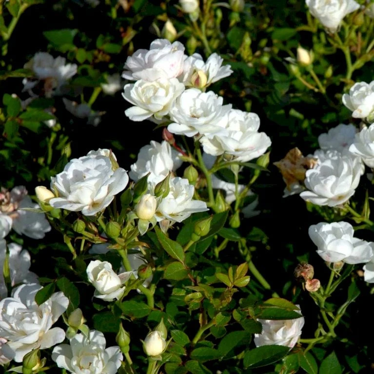 'White Cover'® Rosa X 'White Cover'® (Bunddækkerose) A-Kvalitet,- Barrods Roser Min. 3 Grene 10 'White Cover'® Rosa X 'White Cover'® (Bunddækkerose) A-Kvalitet,- Barrods Roser Min. 3 Grene - Billede 8