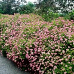 Spiræa 'Little Princess' Spiraea Japonica 'Little Princess' Barrods, - 2 års (0/2) 20-40 Cm.