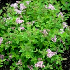 Spiræa 'Little Princess' Spiraea Japonica 'Little Princess' Barrods, - 2 års (0/2) 20-40 Cm. -Osmoz Naturens Butik p37707 54183 spiraea japonica little princess 2e1f