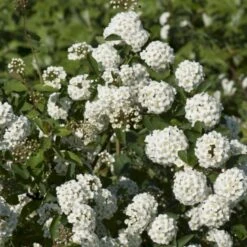 Buketspiræa Spiraea X Vanhouttei Plug + 2 års, 30-50 Cm.