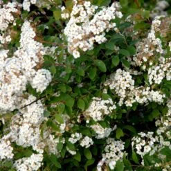 Buketspiræa Spiraea X Vanhouttei Plug + 2 års, 30-50 Cm. -Osmoz Naturens Butik p37708 54189 spiraea x vanhouttei 4ccf