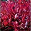 Glansmispel 'Red Robin' Photinia Fraseri 'Red Robin' Potte 2,0 Liter,- 30-40 Cm. -Osmoz Naturens Butik p3776 42774 photinia fraseri red robin 37df