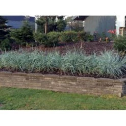 Marehalm Leymus Arenarius 10 Cm. Potte