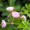 Rynket Rose 'Pink Grootendorst' Rosa Rugosa 'Pink Grootendorst' A-Kvalitet,- Barrods Roser Min. 3 Grene -Osmoz Naturens Butik p380 52498 rosa rugosa pink grootendorst d483