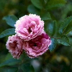 Rynket Rose 'Pink Grootendorst' Rosa Rugosa 'Pink Grootendorst' A-Kvalitet,- Barrods Roser Min. 3 Grene -Osmoz Naturens Butik p380 52500 rosa rugosa pink grootendorst 56de