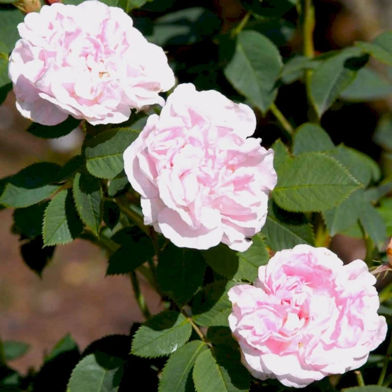 'Maidens Blush' Rosa Alba 'Maidens Blush' (Albarose) A-Kvalitet,- Barrods Roser Min. 3 Grene 3 'Maidens Blush' Rosa Alba 'Maidens Blush' (Albarose) A-Kvalitet,- Barrods Roser Min. 3 Grene