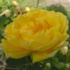 'Persian Yellow' (syn. Persiana) Rosa Foetida 'Persian Yellow' (Buskrose) A-Kvalitet,- Barrods Roser Min. 3 Grene -Osmoz Naturens Butik p382 52497 rosa foetida persian yellow buskrose 04bb