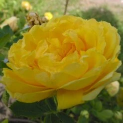 'Persian Yellow' (syn. Persiana) Rosa Foetida 'Persian Yellow' (Buskrose) A-Kvalitet,- Barrods Roser Min. 3 Grene