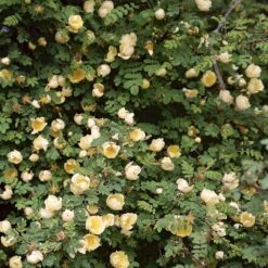 Gul Kinarose Rosa Hugonis (Hugo-rose) A-Kvalitet,- Barrods Roser Min. 3 Grene -Osmoz Naturens Butik p384 52870 rosa hugonis hugo rose 1206