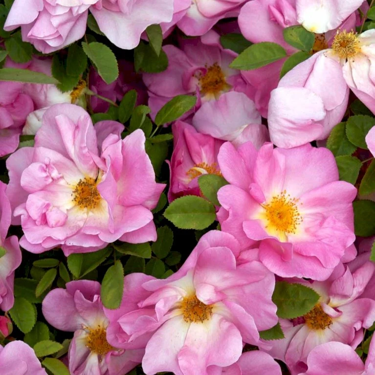 'Marguerite Hilling' Rosa Moyesii 'Marguerite Hilling' (Mandarinrose) A-Kvalitet,- Barrods Roser Min. 3 Grene 3 'Marguerite Hilling' Rosa Moyesii 'Marguerite Hilling' (Mandarinrose) A-Kvalitet,- Barrods Roser Min. 3 Grene