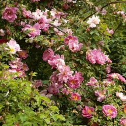 'Marguerite Hilling' Rosa Moyesii 'Marguerite Hilling' (Mandarinrose) A-Kvalitet,- Barrods Roser Min. 3 Grene 10 'Marguerite Hilling' Rosa Moyesii 'Marguerite Hilling' (Mandarinrose) A-Kvalitet,- Barrods Roser Min. 3 Grene -Osmoz Naturens Butik p386 52459 rosa moyesii marguerite hilling mandarinrose 6ec9