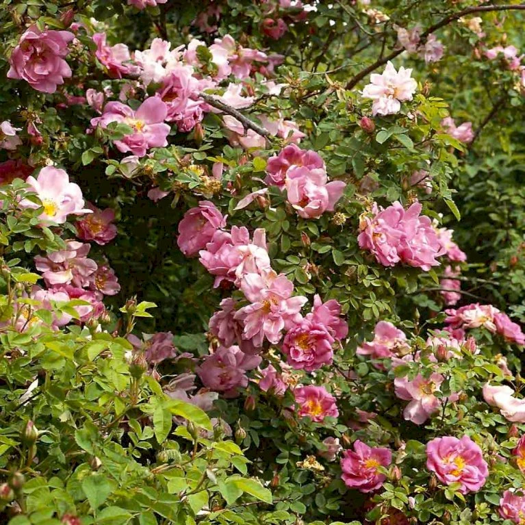 'Marguerite Hilling' Rosa Moyesii 'Marguerite Hilling' (Mandarinrose) A-Kvalitet,- Barrods Roser Min. 3 Grene 5 'Marguerite Hilling' Rosa Moyesii 'Marguerite Hilling' (Mandarinrose) A-Kvalitet,- Barrods Roser Min. 3 Grene - Billede 3