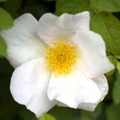 'Nevada' Rosa Moyesii 'Nevada' (Mandarinrose) A-Kvalitet,- Barrods Roser Min. 3 Grene 9 'Nevada' Rosa Moyesii 'Nevada' (Mandarinrose) A-Kvalitet,- Barrods Roser Min. 3 Grene -Osmoz Naturens Butik p387 52476 rosa moyesii nevada mandarinrose e3ba