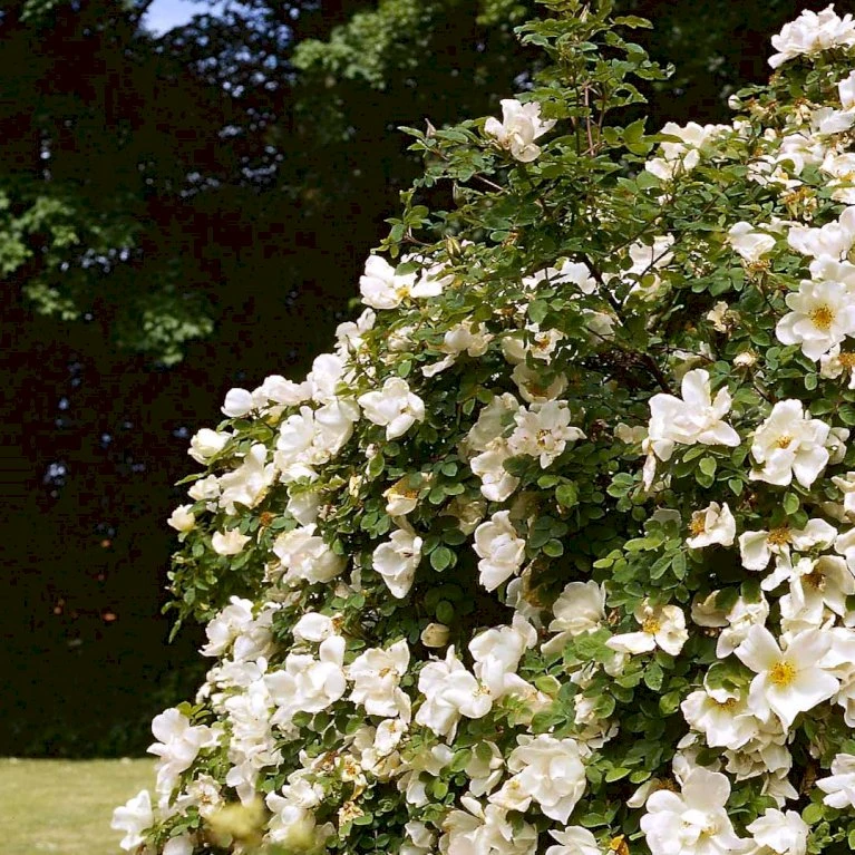 'Nevada' Rosa Moyesii 'Nevada' (Mandarinrose) A-Kvalitet,- Barrods Roser Min. 3 Grene 6 'Nevada' Rosa Moyesii 'Nevada' (Mandarinrose) A-Kvalitet,- Barrods Roser Min. 3 Grene - Billede 4