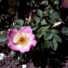 'Frühlingsmorgen'® Rosa Pimpinellifolia 'Frühlingsmorgen'® (Klitrose) A-Kvalitet,- Barrods Roser Min. 3 Grene 2 'Frühlingsmorgen'® Rosa Pimpinellifolia 'Frühlingsmorgen'® (Klitrose) A-Kvalitet,- Barrods Roser Min. 3 Grene -Osmoz Naturens Butik p390 52396 rosa pimpinellifolia fruehlingsmorgen buskrose 3d40