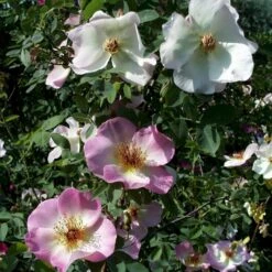 'Frühlingsmorgen'® Rosa Pimpinellifolia 'Frühlingsmorgen'® (Klitrose) A-Kvalitet,- Barrods Roser Min. 3 Grene -Osmoz Naturens Butik p390 53573 rosa pimpinellifolia fruehlingsmorgen klitrose 60ca