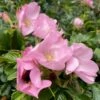 Rynket Rose 'Fru Dagmar Hastrup' Rosa Rugosa 'Fru Dagmar Hastrup' A-Kvalitet,- Barrods Roser Min. 3 Grene -Osmoz Naturens Butik p392 52391 rosa rugosa fru dagmar hastrup fdfa