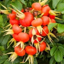 Rynket Rose 'Fru Dagmar Hastrup' Rosa Rugosa 'Fru Dagmar Hastrup' A-Kvalitet,- Barrods Roser Min. 3 Grene -Osmoz Naturens Butik p392 54008 rosa rugosa fru dagmar hastrup d459