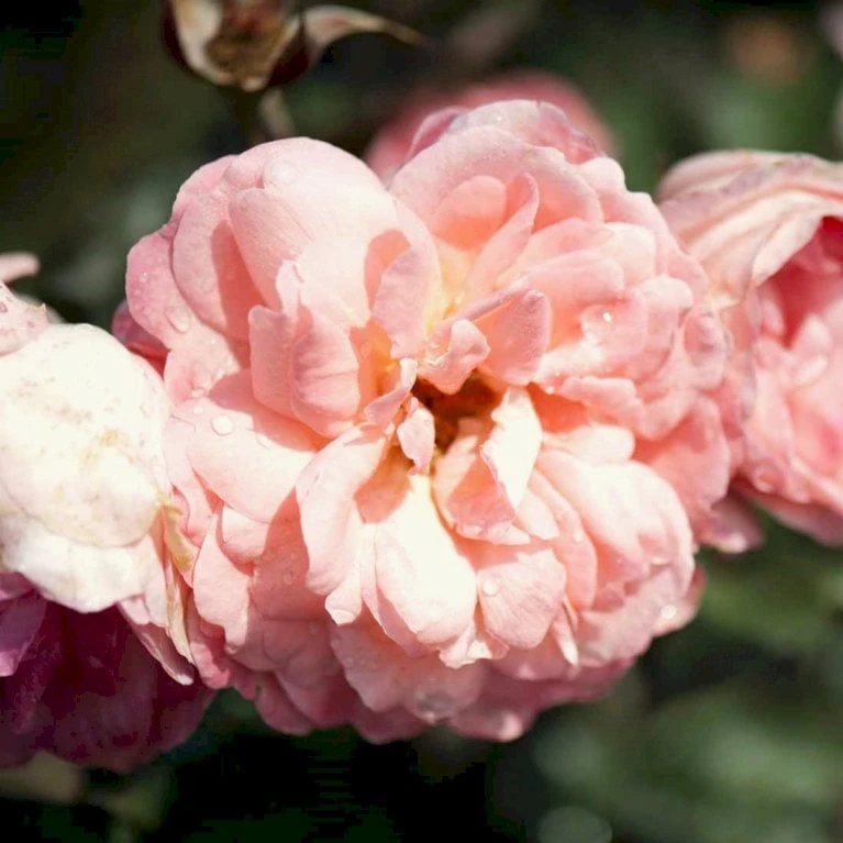 'Sissel™ Renaissance'® Rosa X 'Sissel™ Renaissance'® (Renaissancerose) A-Kvalitet,- Barrods Roser Min. 3 Grene 3 'Sissel™ Renaissance'® Rosa X 'Sissel™ Renaissance'® (Renaissancerose) A-Kvalitet,- Barrods Roser Min. 3 Grene