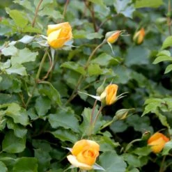 'Sahara'® Rosa X 'Sahara'® A-Kvalitet,- Barrods Roser Min. 3 Grene -Osmoz Naturens Butik p3952 52886 rosa x sahara storblomstrende 26de