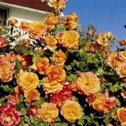 'Sahara'® Rosa X 'Sahara'® A-Kvalitet,- Barrods Roser Min. 3 Grene -Osmoz Naturens Butik p3952 54035 rosa x sahara storblomstrende c256