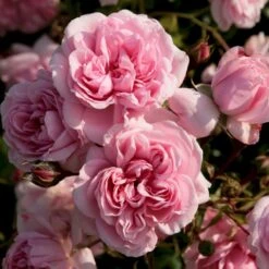 'Home And Garden'® Rosa X 'Home And Garden'® (Buketrose) A-Kvalitet,- Barrods Roser Min. 3 Grene -Osmoz Naturens Butik p3953 53583 rosa x home and garden buketrose 0cd5