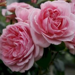 'Home And Garden'® Rosa X 'Home And Garden'® (Buketrose) A-Kvalitet,- Barrods Roser Min. 3 Grene -Osmoz Naturens Butik p3953 53584 rosa x home and garden buketrose 2e50