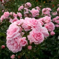 'Home And Garden'® Rosa X 'Home And Garden'® (Buketrose) A-Kvalitet,- Barrods Roser Min. 3 Grene -Osmoz Naturens Butik p3953 53585 rosa x home and garden buketrose 3288