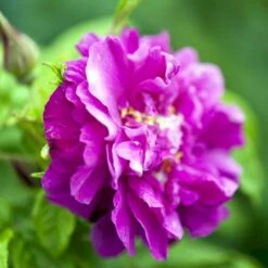 Rynket Rose 'Hansa' Rosa Rugosa 'Hansa' A-Kvalitet,- Barrods Roser Min. 3 Grene