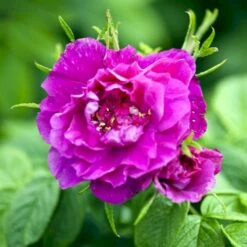 Rynket Rose 'Hansa' Rosa Rugosa 'Hansa' A-Kvalitet,- Barrods Roser Min. 3 Grene -Osmoz Naturens Butik p395 52418 rosa rugosa hansa b3be