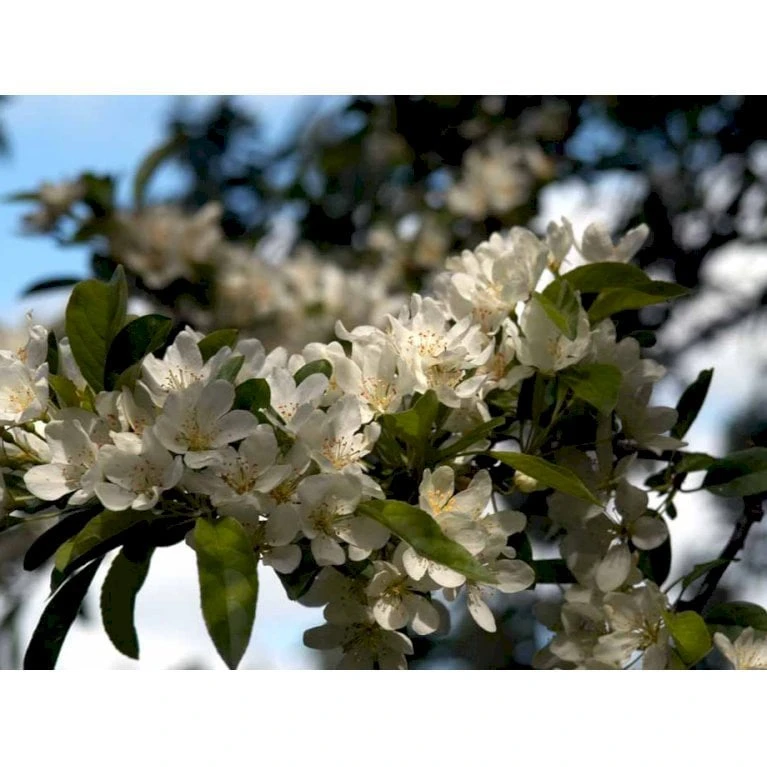 Paradisæble 'Hesse' Malus Sieboldii 'Hesse' 4-8 Grene, 150-200 Cm. 10 Liter Potte (A-2) 3 Paradisæble 'Hesse' Malus Sieboldii 'Hesse' 4-8 Grene, 150-200 Cm. 10 Liter Potte (A-2)