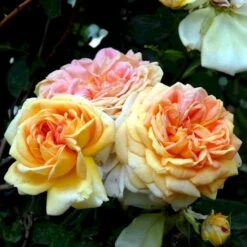 'Alchymist' Rosa X 'Alchymist' (Slyngrose) A-Kvalitet,- Barrods Roser Min. 3 Grene -Osmoz Naturens Butik p3977 52299 rosa x alchymist slyngrose 92f7