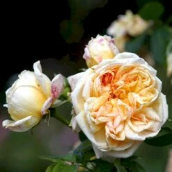 'Alchymist' Rosa X 'Alchymist' (Slyngrose) A-Kvalitet,- Barrods Roser Min. 3 Grene -Osmoz Naturens Butik p3977 52300 rosa x alchymist slyngrose 392b